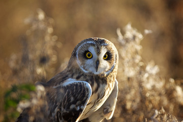 A short eared owl in evening sunlight