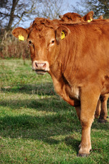 Braune Kuh