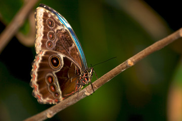 Blue Morpho butterfly with its wings closed