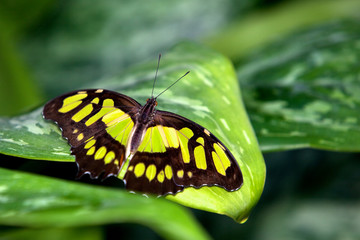 Malachite Butterfly