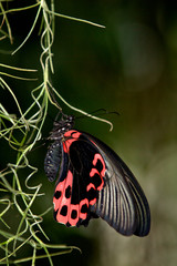 Scarlet swallowtail butterfly