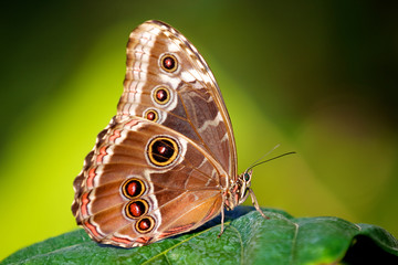 Obraz na płótnie Canvas Błękitny motyl Morpho (Morpho peleides)