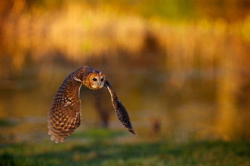 A tawny owl flying in golden evening sunlight