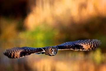 A long eared owl flying