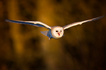 A Barn owl flying in the evening light