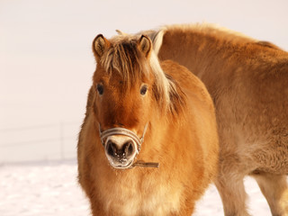 Obraz premium Pferd 9