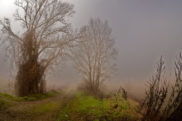 Fototapeta na wymiar mgła series7