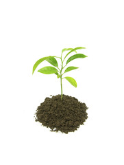 green plant