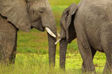 Fototapeta premium Elephants in black & white