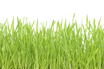 green lawn