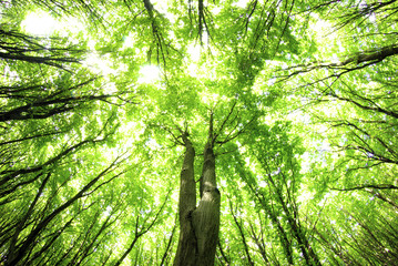 Fototapeta premium green leaves