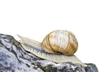 Caracol