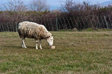 Fototapeta premium brebis dans le pré