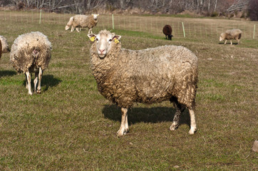 Obraz premium brebis dans le pré 3