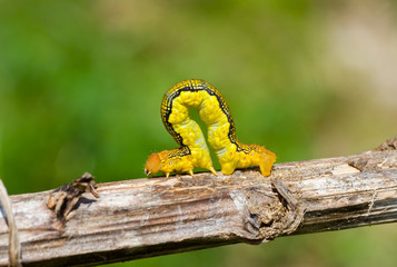 Spanworm (Caterpillar of Geometer) 7