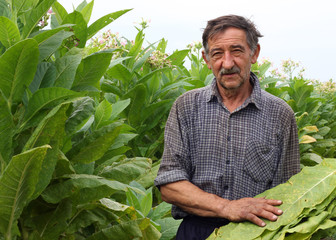 Farmer harvest tobacco in the field