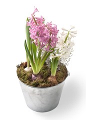Hyacinth