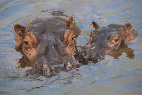 hippo mother and child being lazy in the water