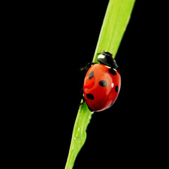 ladybug isolated on black