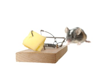 mouse and trap