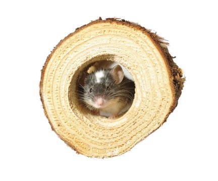 mouse in hole