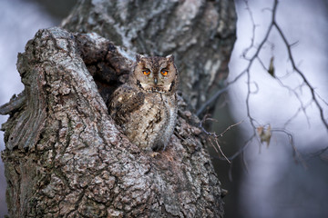オオコノハズク