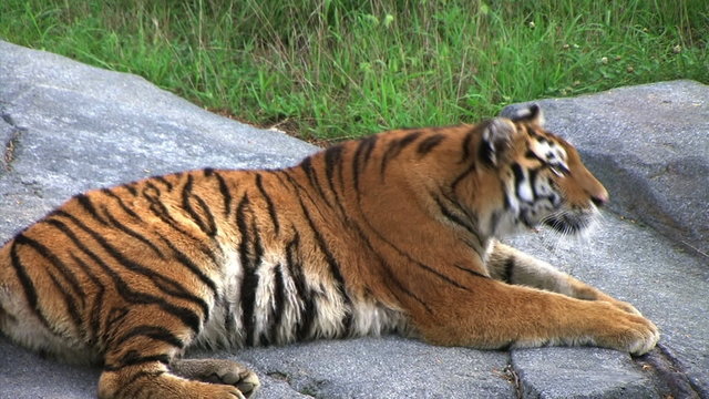 Siberian Tiger Alerted by Prey