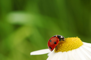 ladybug on camomile