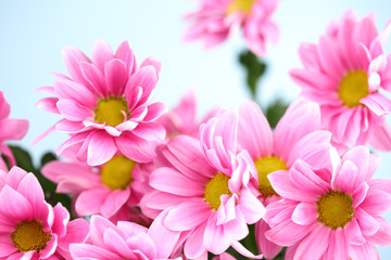 Fototapeta premium pink chrysanthemum