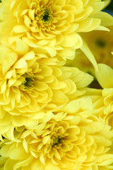 Fototapeta premium yellow chrysanthemum