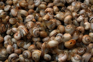 escargots