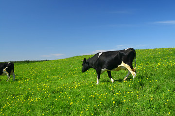 cow landscape