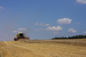 Fototapeta premium golden corn field with harvester