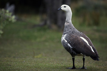 Patagonia Goose in Tierra del Fuego National Park