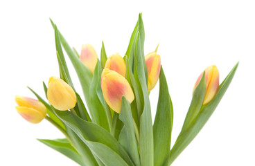 Fototapeta premium yellow and red variegated tulips flowers; isolated