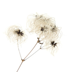 dry seedhead of Clematis vitalba (wild clematis)