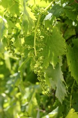 vineyard with little baby graps growing sprouts