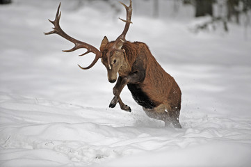 Hirsch im Sprung