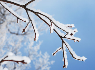 winter snow branch