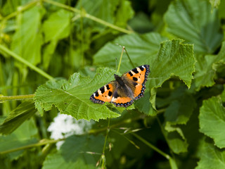 farfalla
