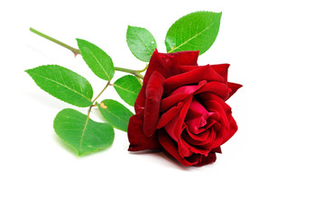 Naklejka premium Red rose isolated on white background