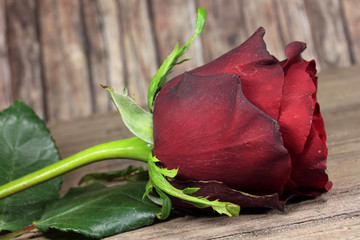 Fototapeta premium rote Rose