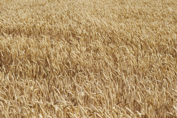Weizenfeld