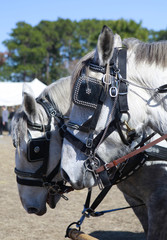 Obraz premium pair of horses