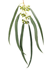 Fototapeta premium eucalyptus branch