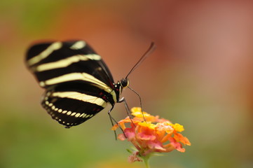 Schmetterling