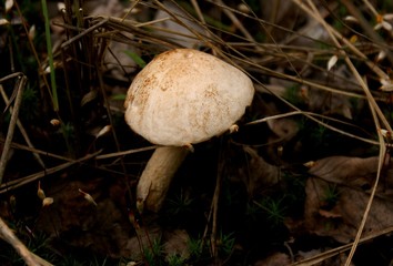 подосиновик