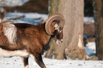 Mufflon im Winter
