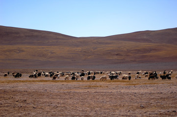 Fototapeta na wymiar Sheep and yaks
