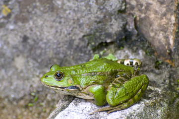 Grenouille verte
